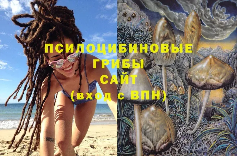 Псилоцибиновые грибы Psilocybe Полярные Зори